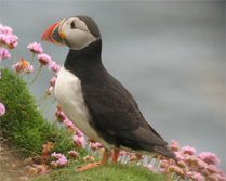 Puffin