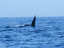 Orca