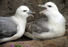 Fulmar