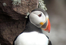 Puffin