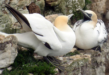 Bassanus