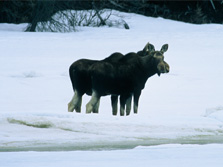 Moos