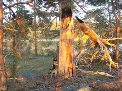 Walter – 60° pohjoista leveyttä