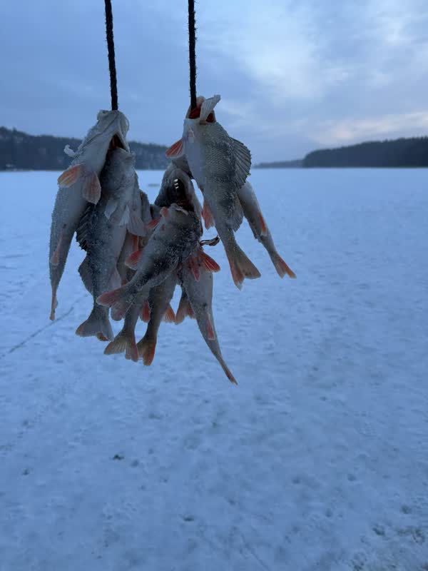 Ett knippe abborrar hänger i linan över den snötäckta isen