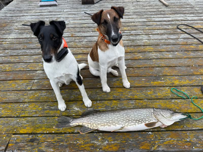 A pike lying on the jetty with the two ship’s dogs sitting beside it