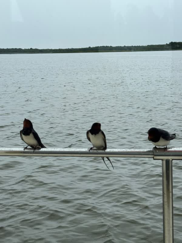 Three swallows sitting side by side on the railing above the water