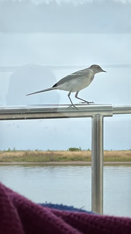 A grey and white songbird perched on the railing of the Gypsy Life