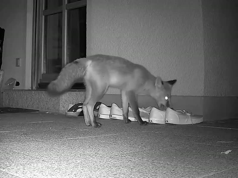 Film: Nachtaufnahme in Schwarzweiß – ein Fuchs steht vor einer Terrassentür und nimmt sich einen der davor aufgereihten Schuhe