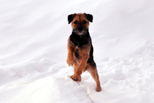 Hund