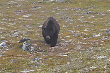 Bär
