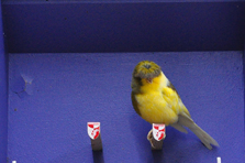 Vogel