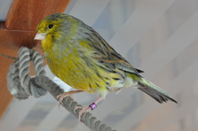 Vogel