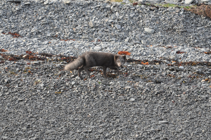 Alaska