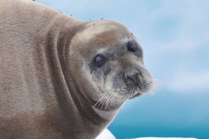 Alaska