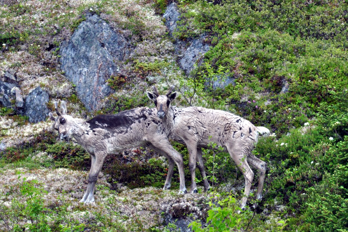 Alaska