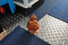 Huhn – Heiß statt Eis