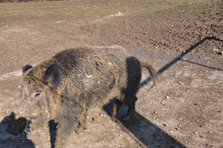 Schwein – Heiß statt Eis