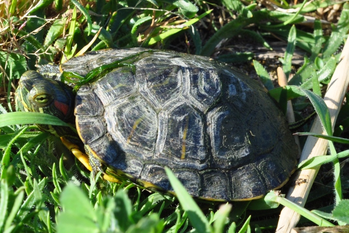 Schildkröte – Heiß statt Eis