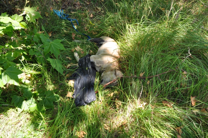 Hund – Heiß statt Eis