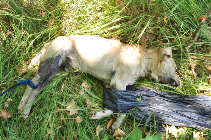 Hund – Heiß statt Eis