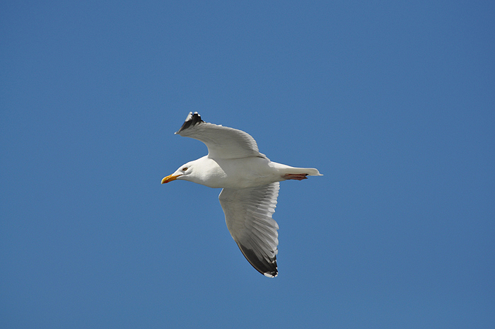 Karelia