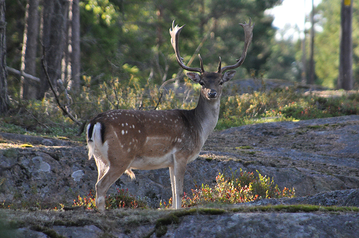 Karelia