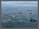 Video clip: dolphins off Scotland