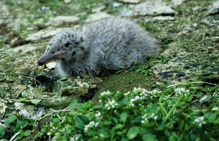 Larus hyperboreus – Expedition Eis
