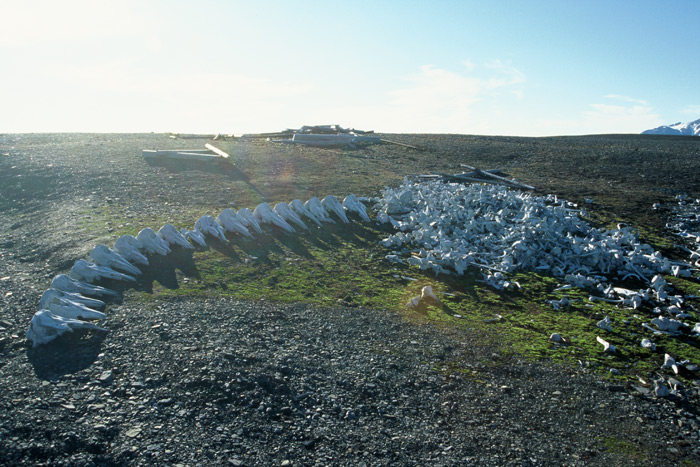 Van Keulen Fjord – Expedition Eis
