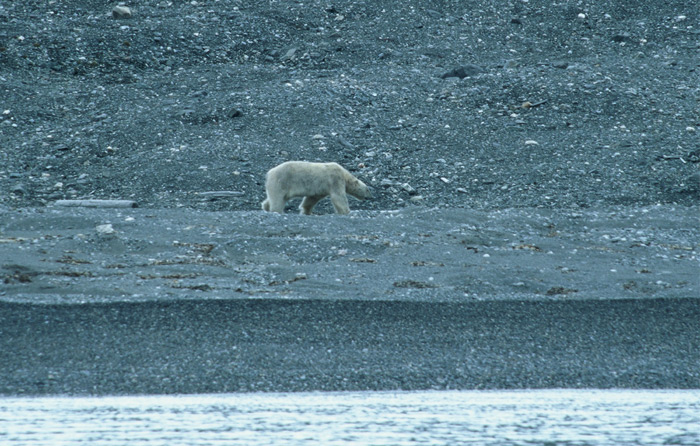 Spitzbergen Thule Svalbard7 – Expedition Eis