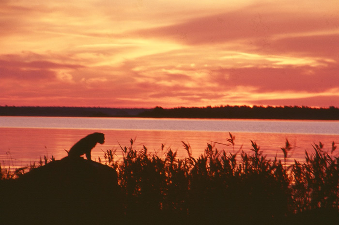Schweden Abendstimmung – Tour Lappland